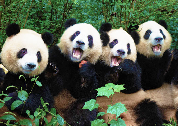 chengdu-panda-base3