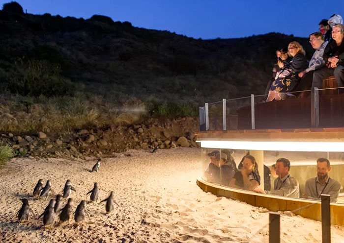 penguin-parade1