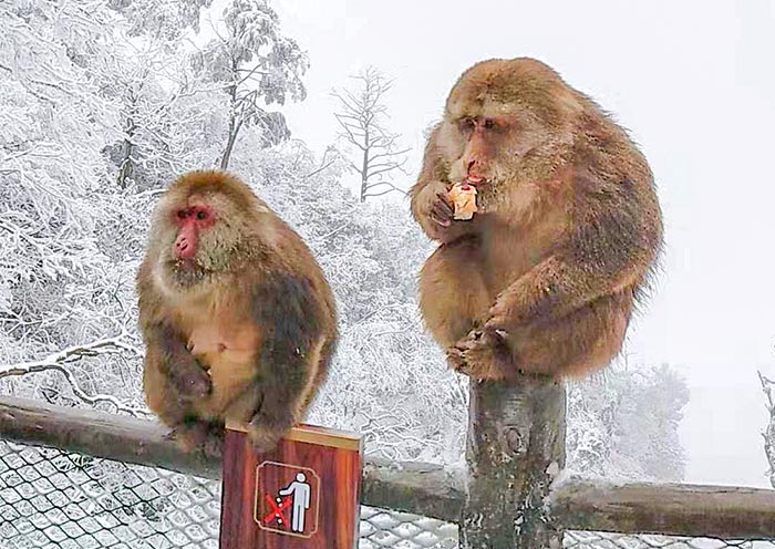 mount-emei-sichuan3