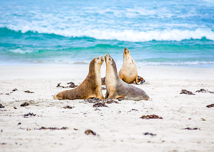 seal-bay2