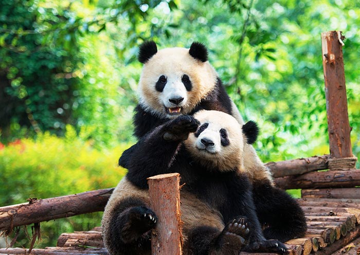 chengdu-panda-base1